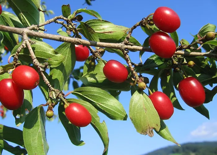 Nepomuk Kirchberg an der Pielach
